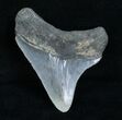 Inch Chubutensis Tooth - Megalodon Relative #4058-1